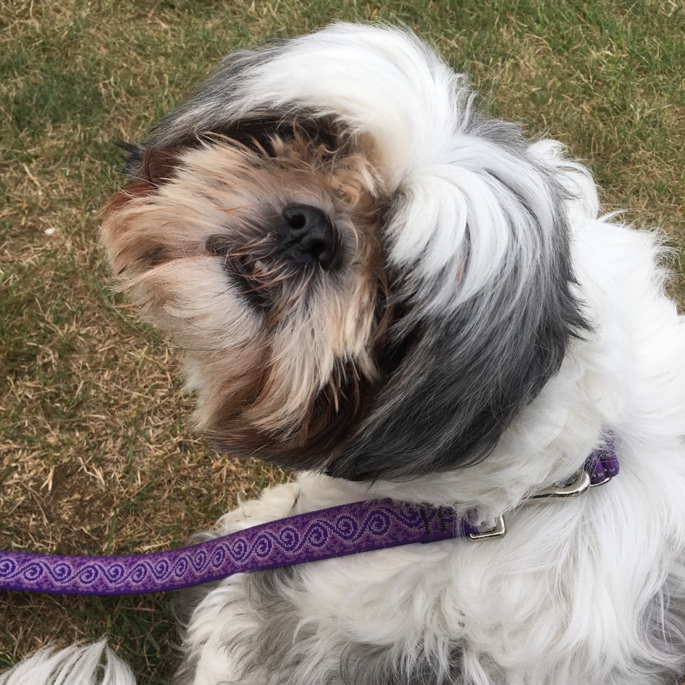 Meet your Posher, Abby